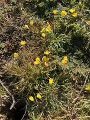 Camissoniopsis