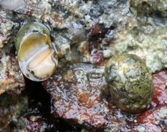 Theodoxus transversalis