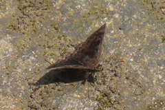 Pachyneuria duidae