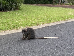 Pseudocheirus occidentalis