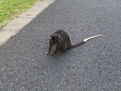 Pseudocheirus occidentalis