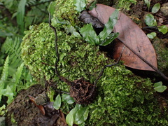 Xylaria liquidambar