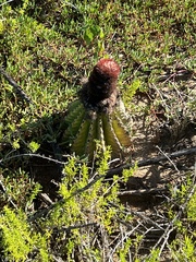 Melocactus intortus