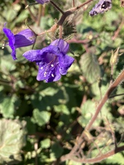 Phacelia minor