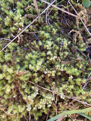 Racomitrium elongatum