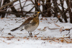 Turdus pilaris
