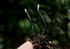 Xylaria liquidambar