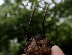 Xylaria liquidambar