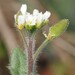 Broadpod Whitlowgrass - Photo (c) Russell Pfau, some rights reserved (CC BY-NC), uploaded by Russell Pfau