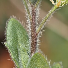 Tomostima platycarpa