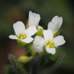 Tomostima platycarpa