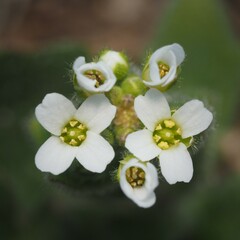 Tomostima platycarpa