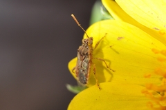 Liorhyssus