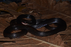 Oxyuranus scutellatus