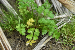 Apium prostratum filiforme