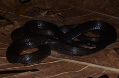 Oxyuranus scutellatus