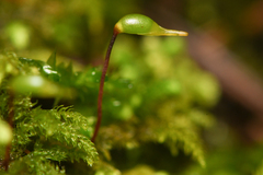 Claopodium crispifolium