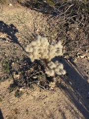 Cylindropuntia