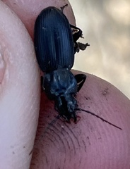 Pterostichus