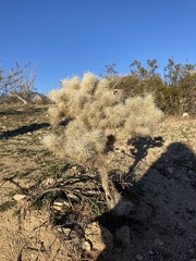 Cylindropuntia