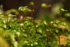 Claopodium crispifolium