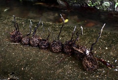 Xylaria liquidambar