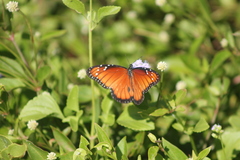 Danaus eresimus montezuma