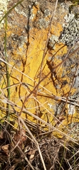 Candelariella rosulans