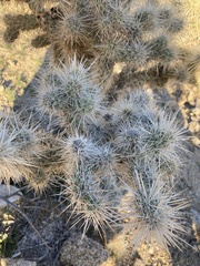 Cylindropuntia
