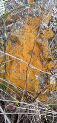 Candelariella rosulans