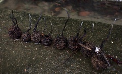 Xylaria liquidambar