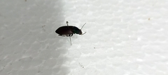 Neoaulacoryssus speciosus