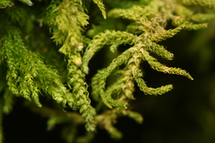 Claopodium crispifolium