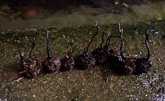 Xylaria liquidambar