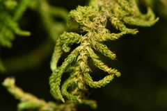 Claopodium crispifolium