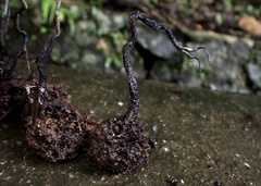 Xylaria liquidambar