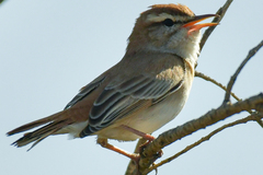 Cercotrichas galactotes