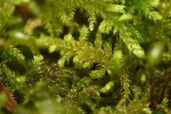 Claopodium crispifolium