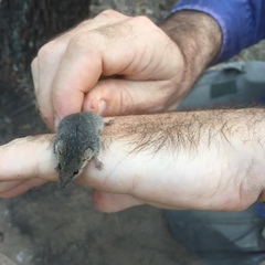 Planigale tenuirostris