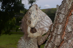 Hypsilurus papuensis