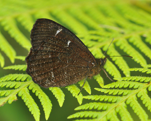 Pedaliodes poesia
