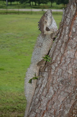 Hypsilurus papuensis