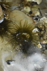 Isactinia olivacea