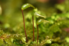 Claopodium crispifolium