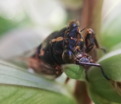 Pyropsalta rhythmica