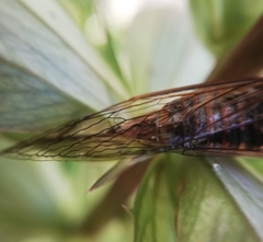 Pyropsalta rhythmica