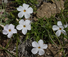 Phlox multiflora