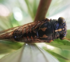 Pyropsalta rhythmica