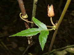 Passiflora vitifolia