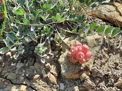Astragalus calycinus